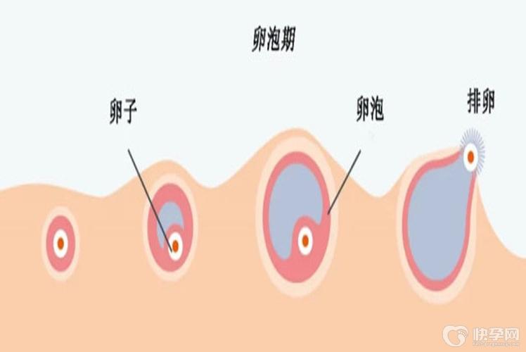 供卵女孩多少基础卵泡数较好【供卵女孩基础卵泡数多少才算较好？】
